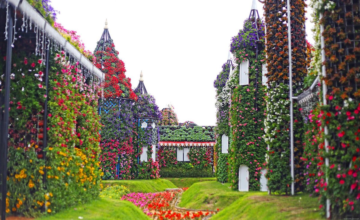 Сад чудес (Miracle Garden)