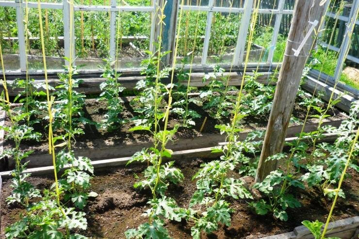 КАК СОБРАТЬ И СОХРАНИТЬ СЕМЕНА АРБУЗА

Фото: Сею семена арбуза на рассаду 20 апреля, в теплицу высаживаю в начале июня