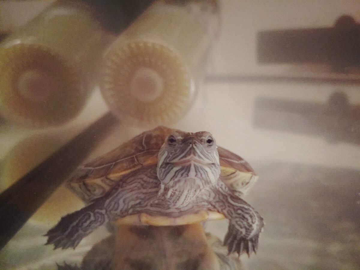 Наша улыбчивая и довольная черепаха!