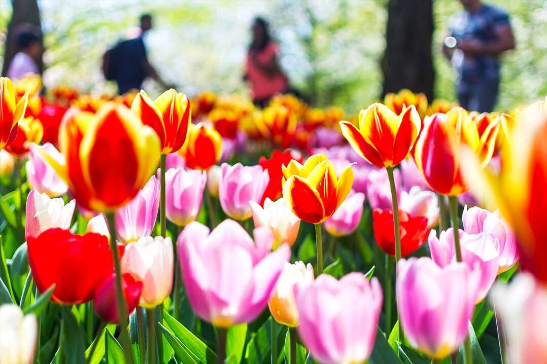Королевский парк тюльпанов Кёкенхоф.