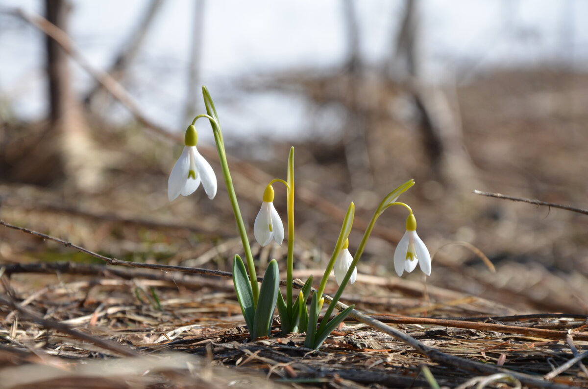 Подснежники