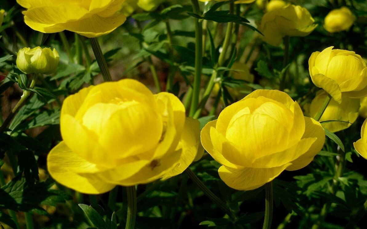 Купальница Trollius ranunculoides