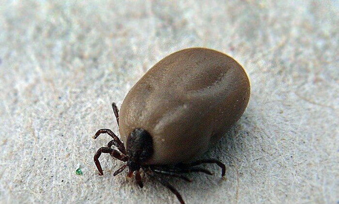 Клещ напившийся крови.