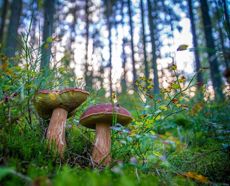 https://cdn.pixabay.com/photo/2018/09/22/14/28/mushrooms-3695414_960_720.jpg  