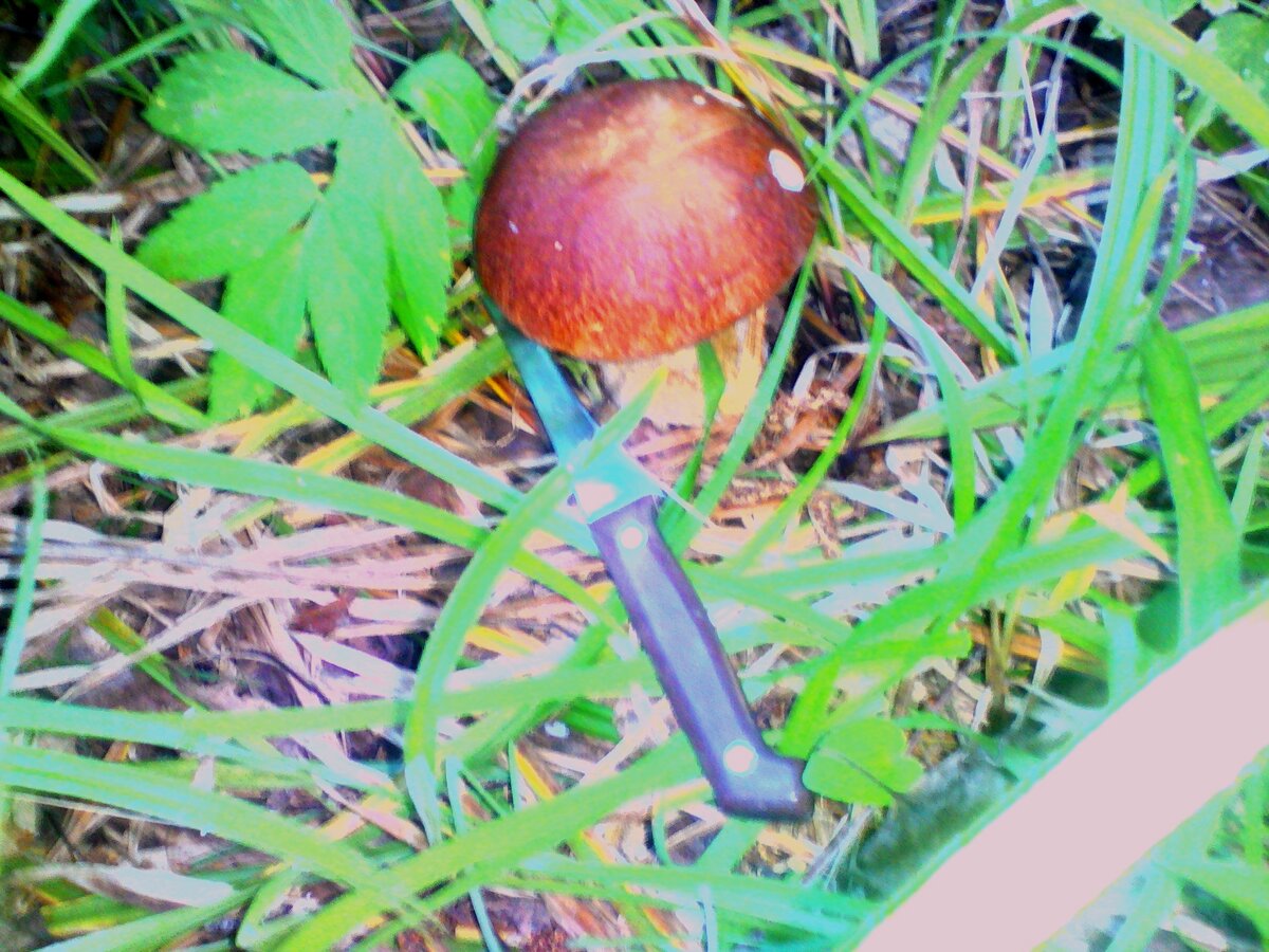 БЕЛЫЕ СЕЗОНА 2019