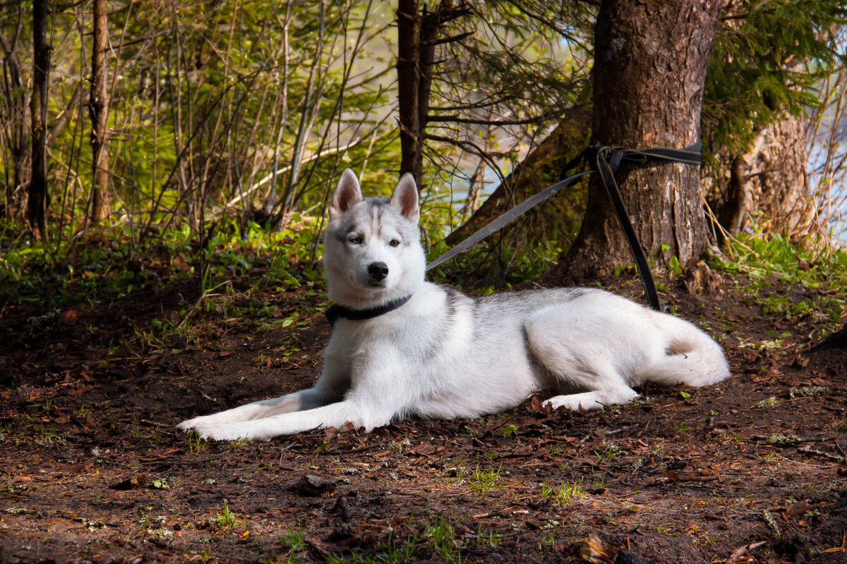 Ахига, 1 год 2 месяца на момент фотографии