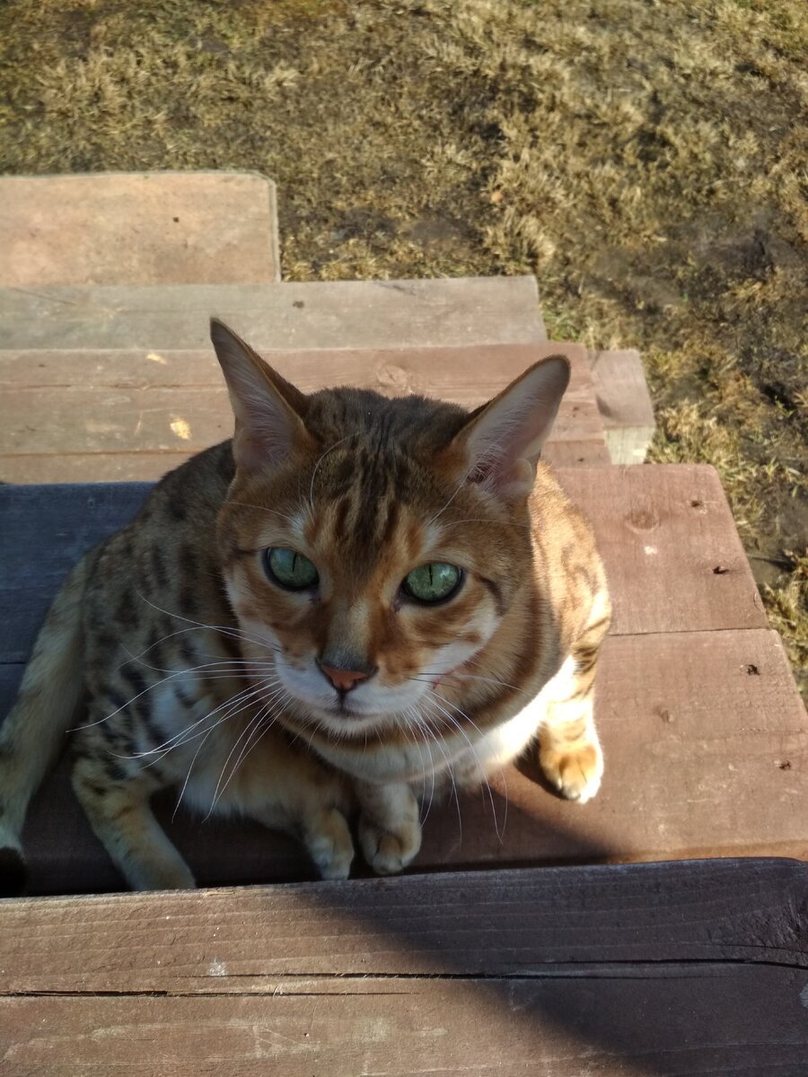 МяуКадабра от кота Нарцисса