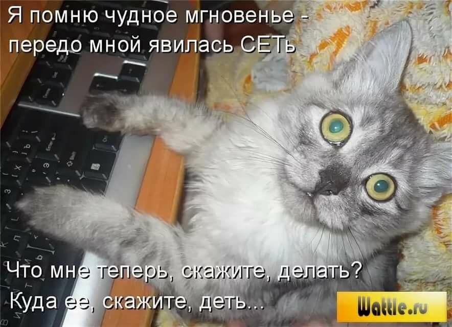 Анекдот про кота в картинках