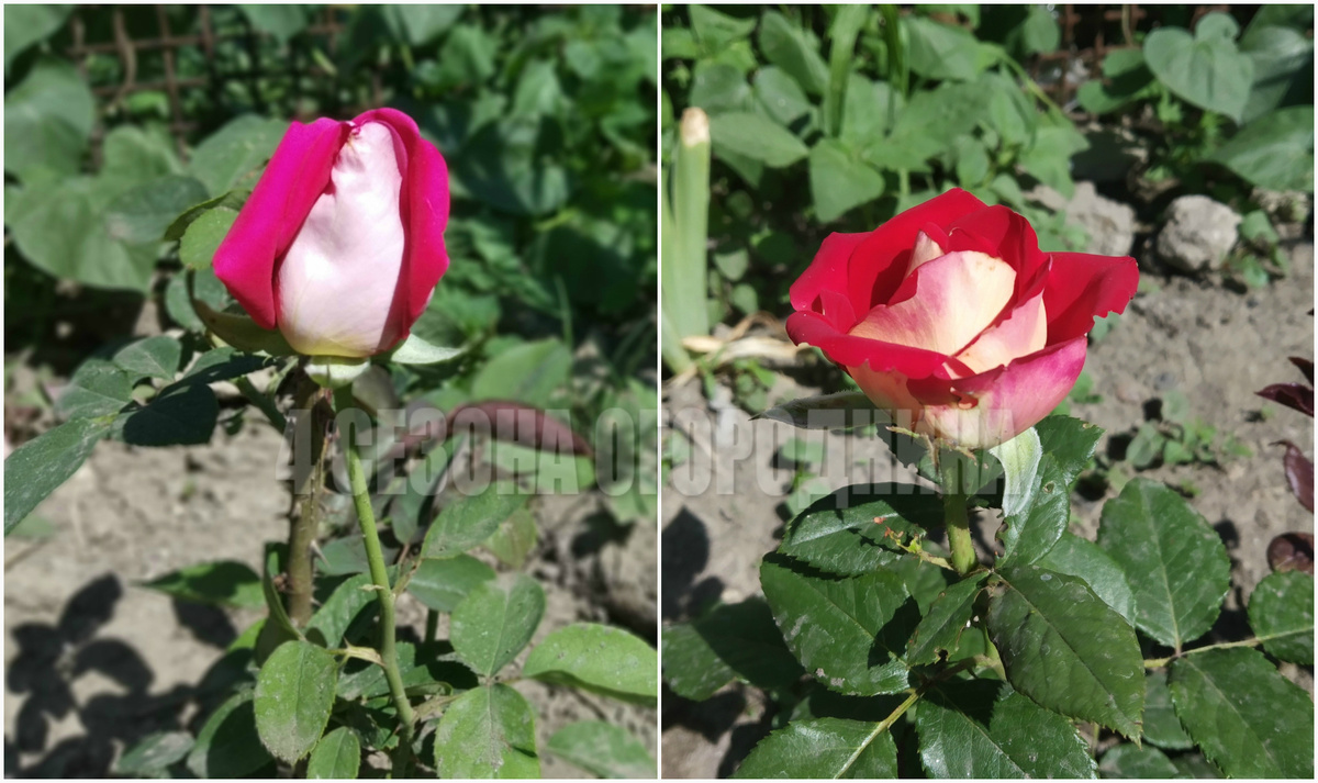 Первый цветок :) Зацвела через два месяца после посадки