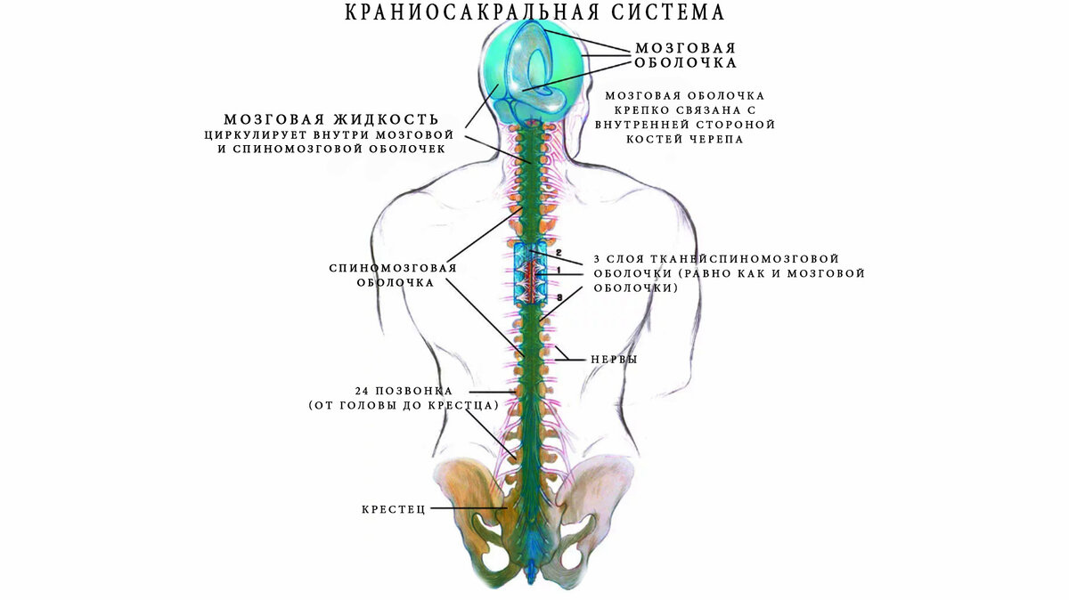 Краниальный это. Краниосакральная терапия методика. Краниосакральная Биодинамика. Караносокральна я система. Краниосакральная терапия черепа.