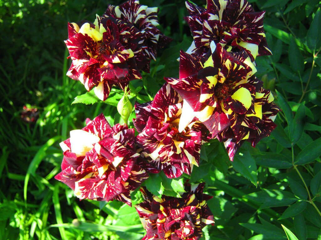 Мои розы (фото автора)