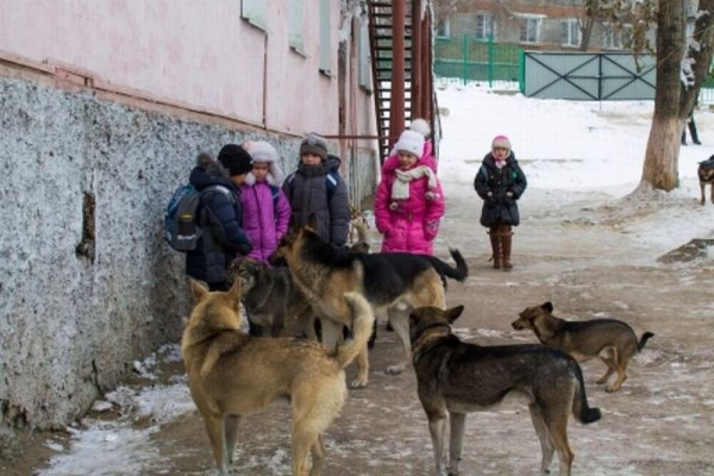 Яндекс картинки