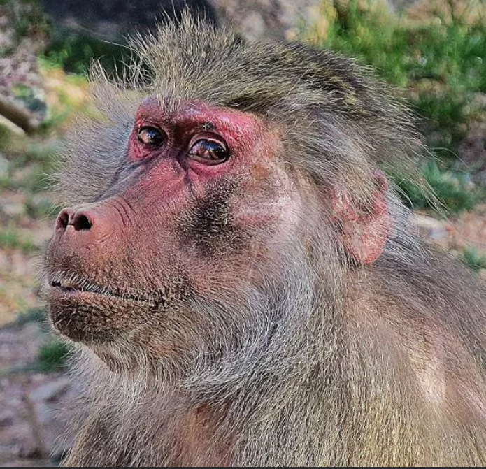 Я лучший автоЭКСПЕРД среди гамадрилов. И самый скромный!
