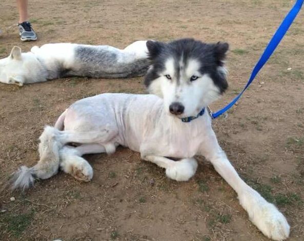 Страничка в Twitter Dane Rider