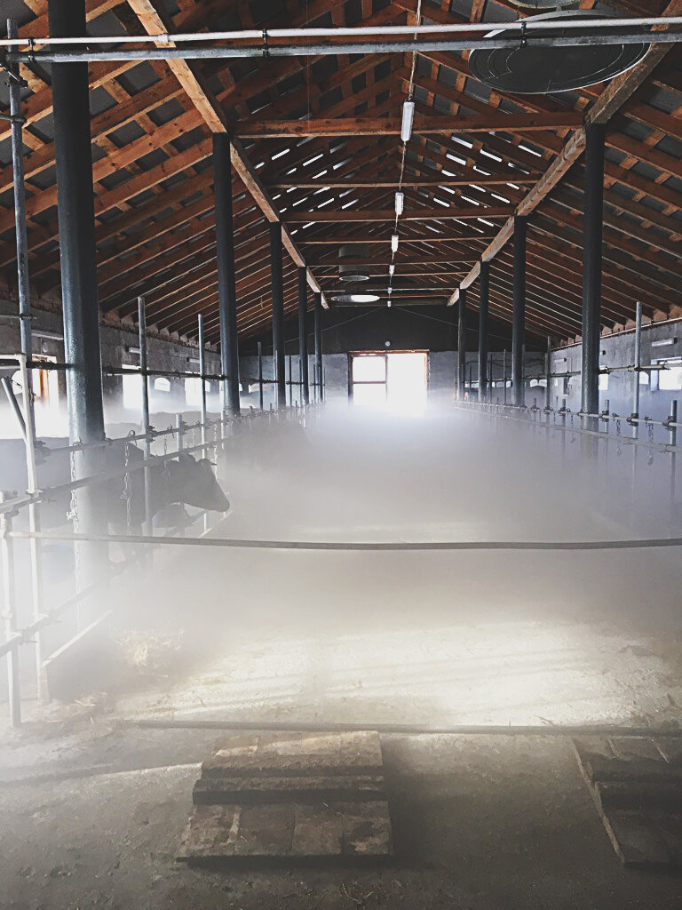 Туман - очень частая проблема на фермах Забайкалья