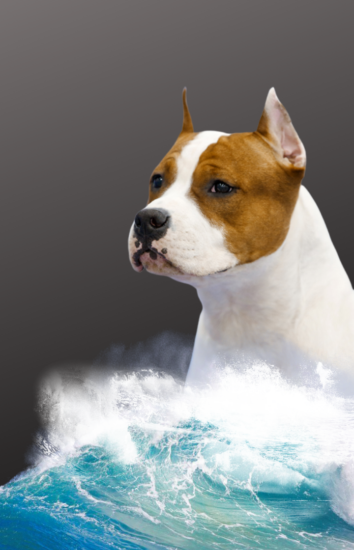 Спас жилет для собак