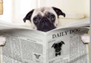 Понос у собаки