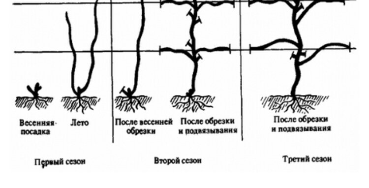 Как и когда правильно обрезать виноград