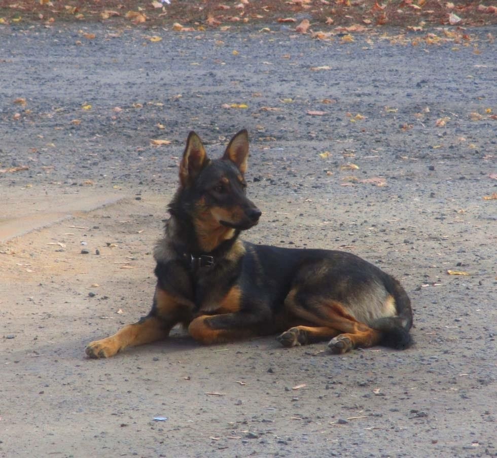 Опять что-то высматривает