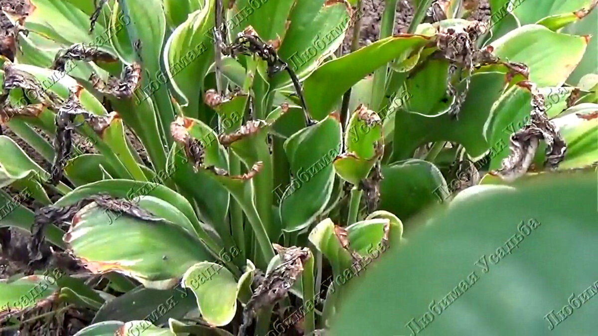 Вот так выглядит серая гниль на хосте. 