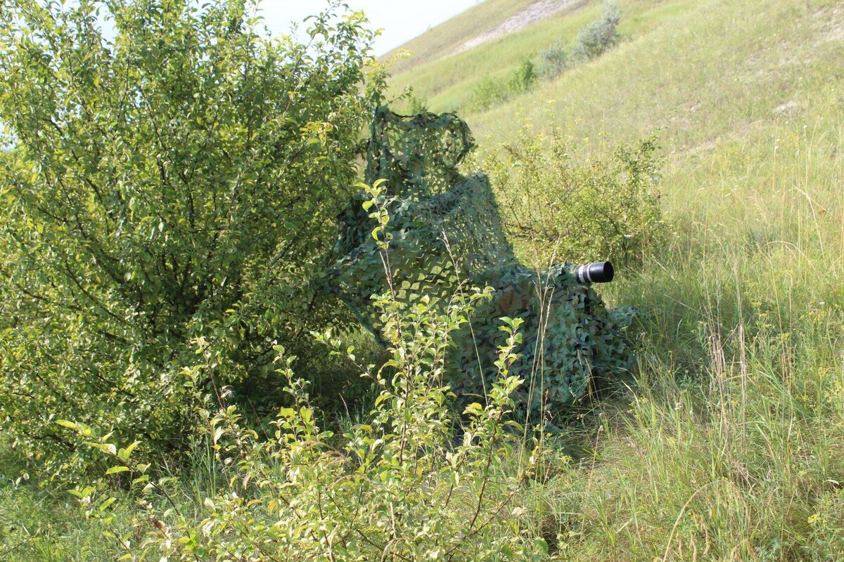 В засаде