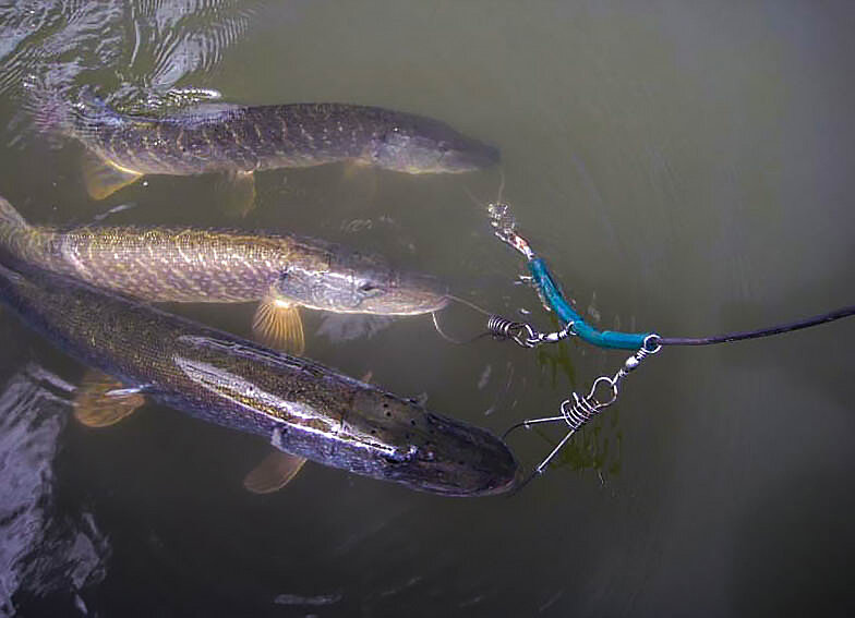 Щуки на кукане. Фото: Андрей Калачев