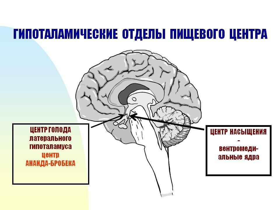 Центры пищевого поведения в мозге