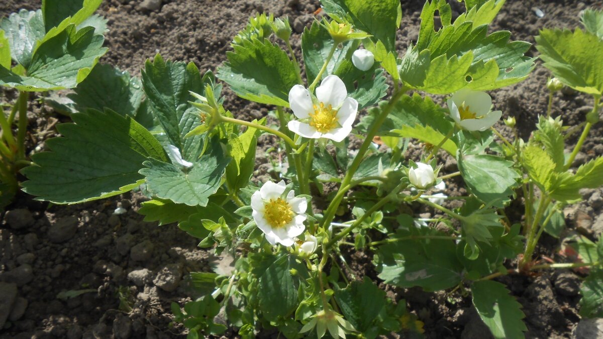 Цветущая клубника