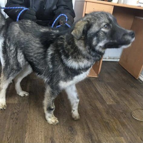 Фото со страницы ППЖ Якутска. Таким Добби попал в отлов 26 февраля