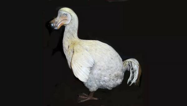 Додо когда-то бродили по острову Маврикий до того, как прибыли люди и истребили птиц. (Изображение предоставлено: Universal History Archive/Getty Images)