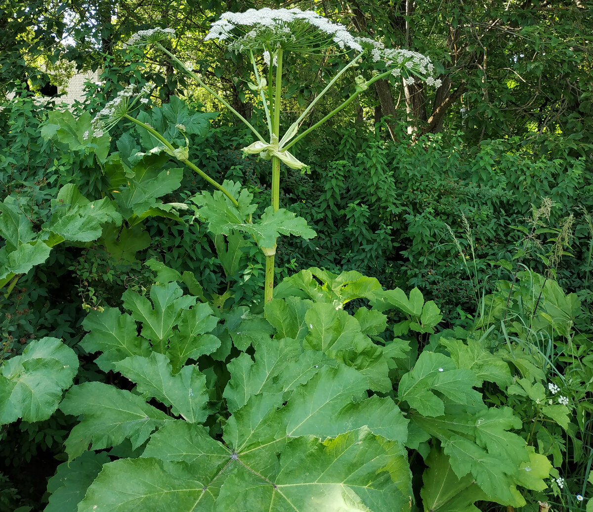 Борщевик Сосновского - опасный сорняк