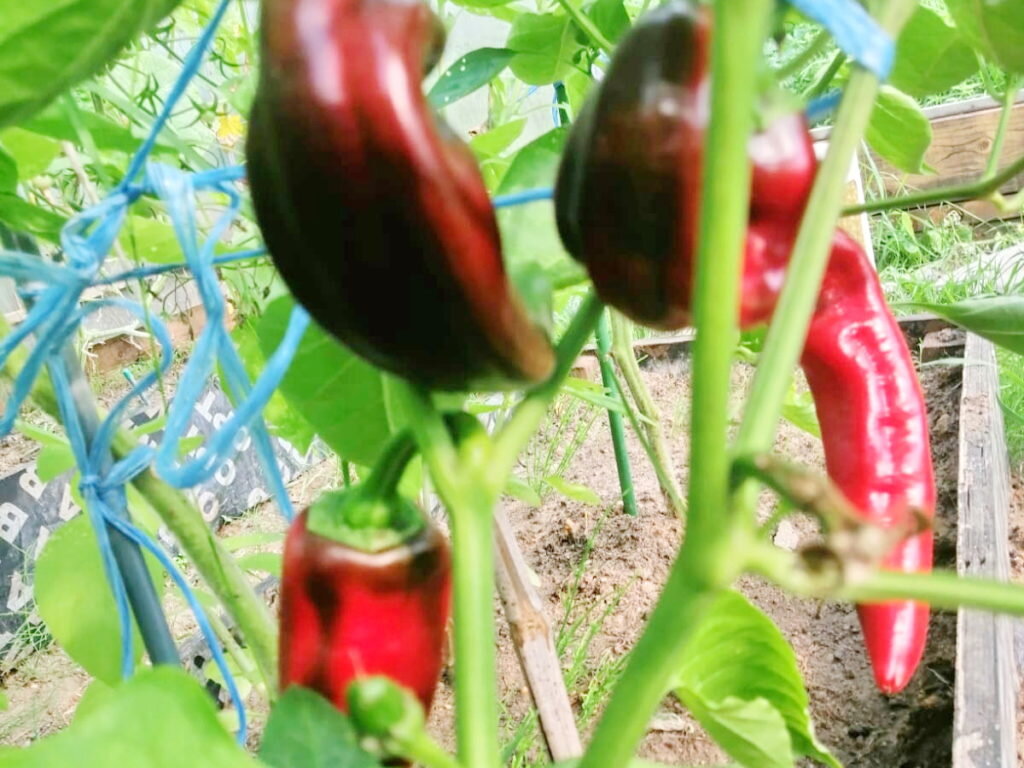 Есть сорта перца для которых формировка обязательна