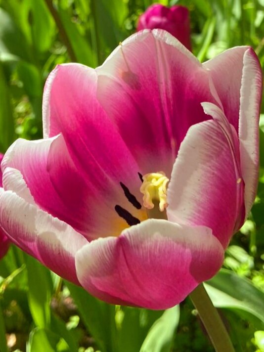 Красота лечит душу