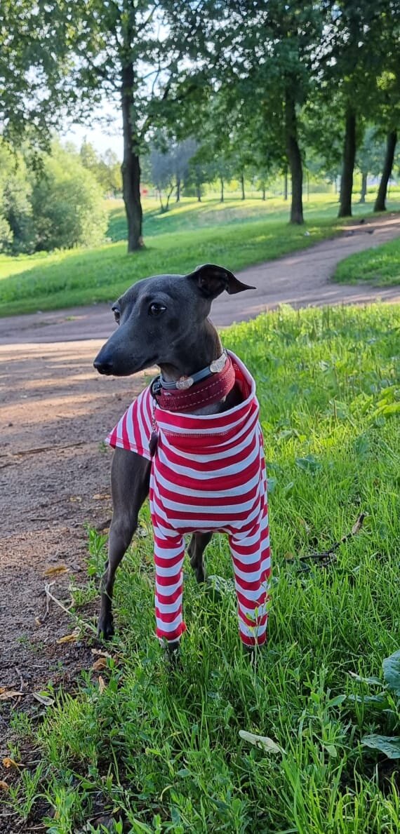 Эластичная кофта для левретки