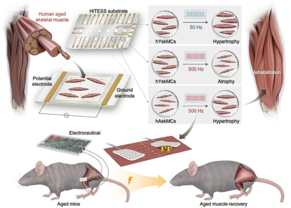 На  изображении показано, как электрическая стимуляция помогает омолодить  состарившиеся мышцы у мышей (Институт науки и технологий Тэгу Кёнбук)