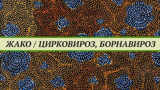 Жако выкормыш с цирковирозом и борнавирозом. Птенец погиб. Где купить здорового попугая?