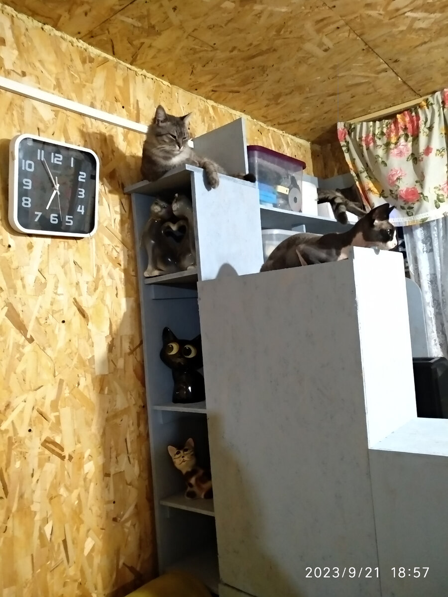 Барсик и Доллар.