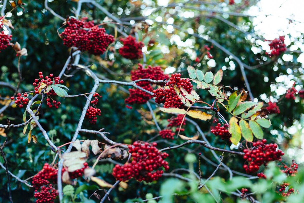 Фото: pxhere