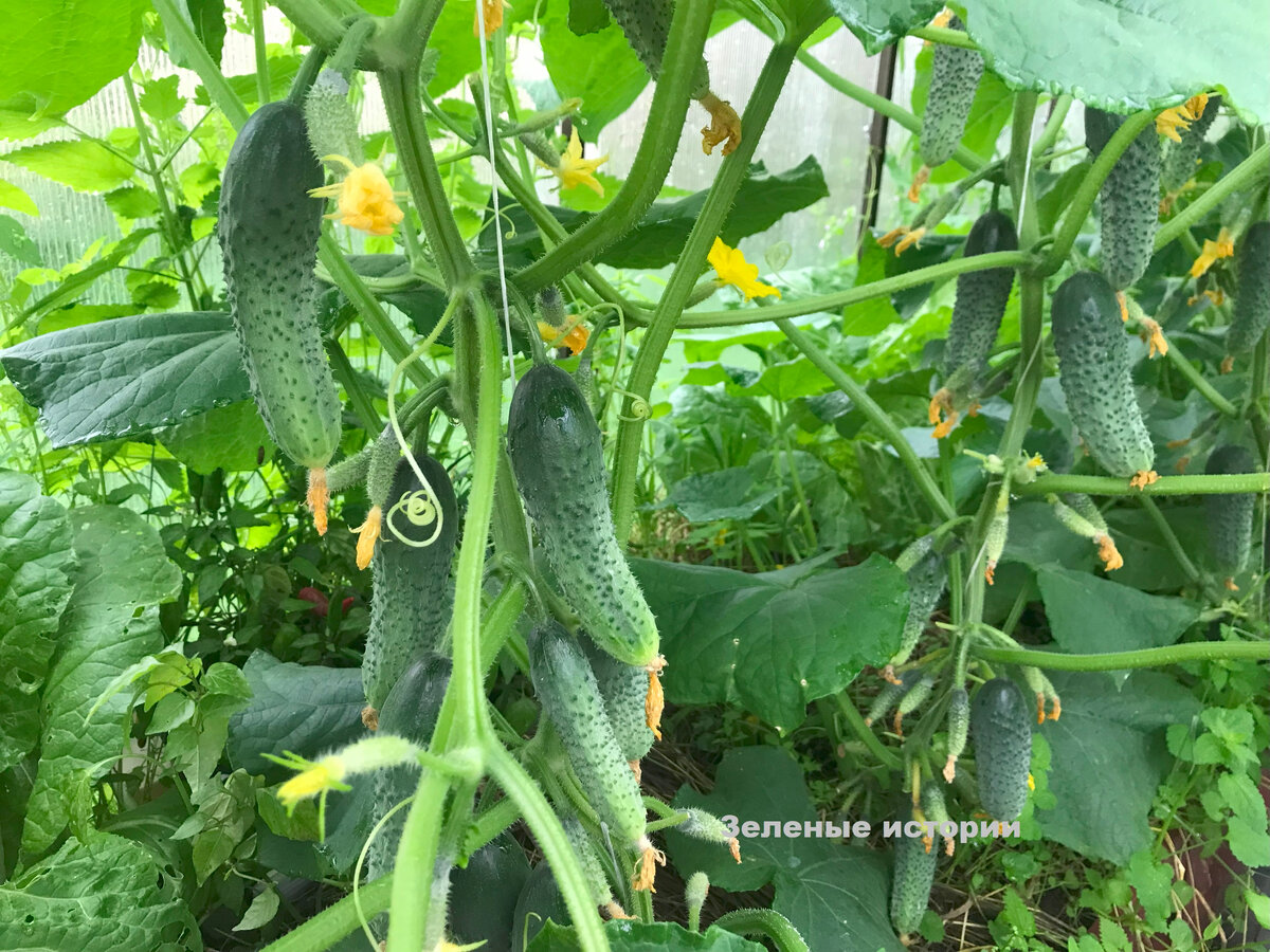 Эти огурцы выращивались без навоза