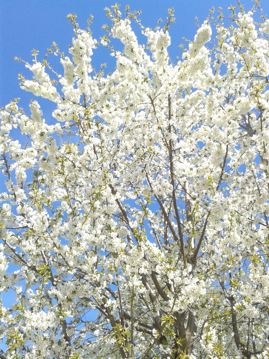 Непревзойденная красавица.