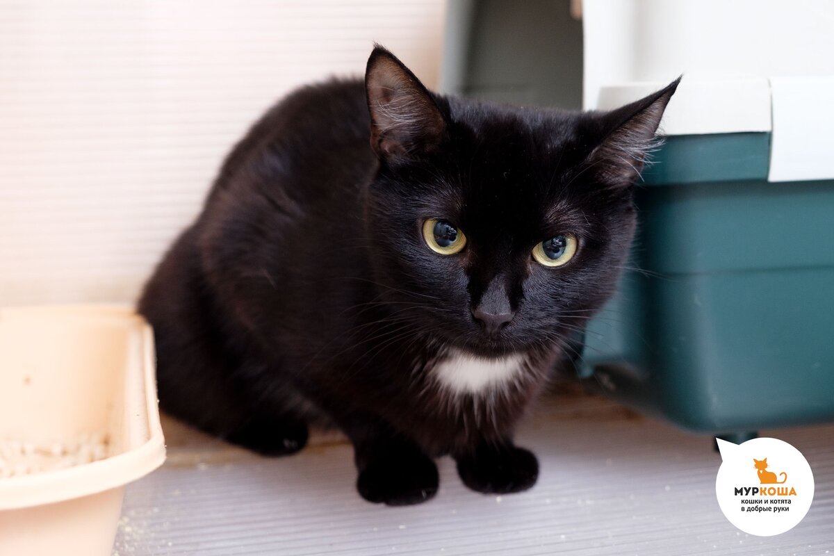 Год в приюте научил её верить и ждать 🏡🐈 | Центр помощи кошкам «Муркоша»  | Дзен