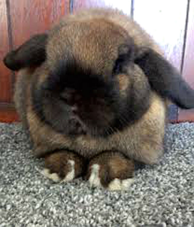 Правильное питание и рацион кроликов породы Баран