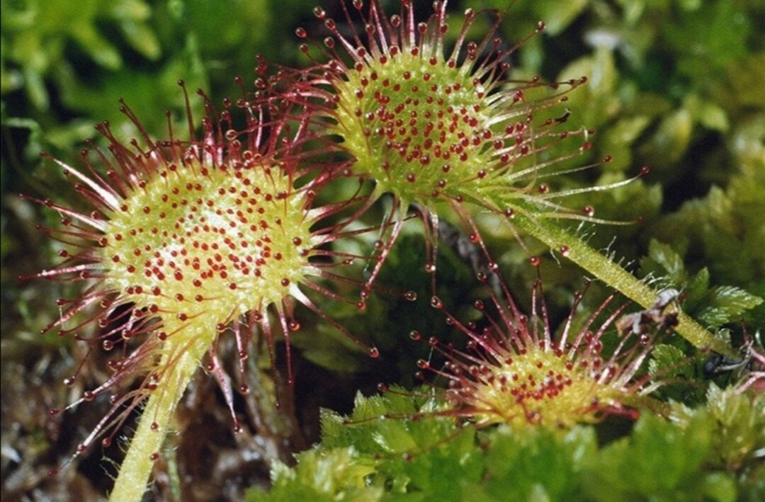 Росянка: растение-хищник, взято из Яндекс-картинок для иллюстрации
