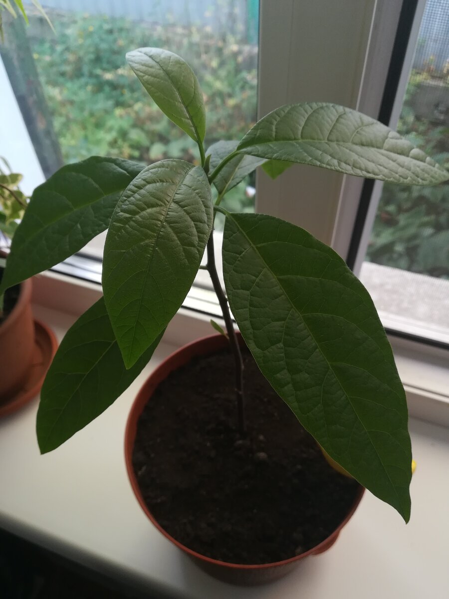 Авокадо 4 месяца (из косточки в дерево).  Выращено мной.