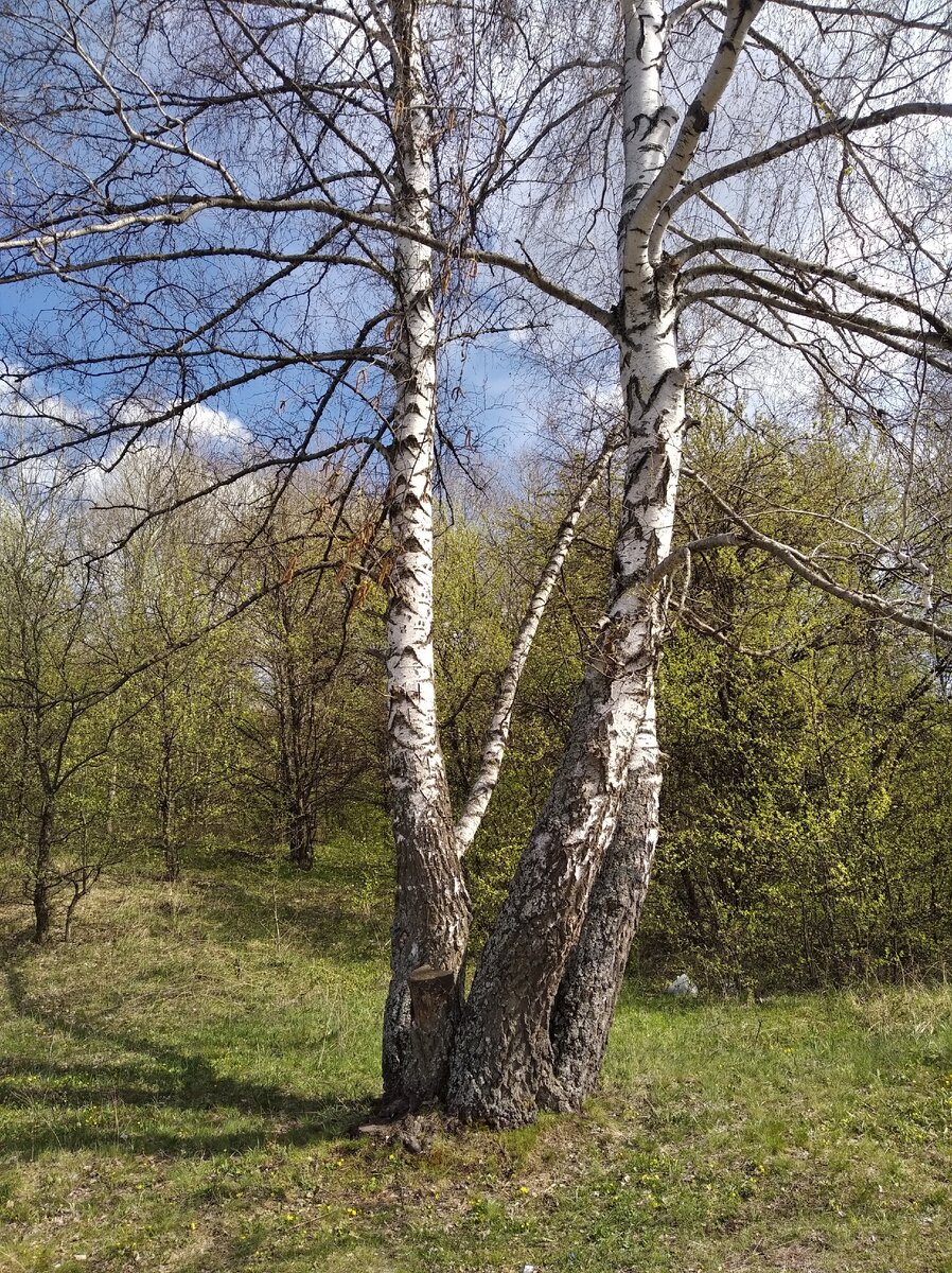 Как ты прекрасен и весел березовый край..... Есть место,куда можно уехать ненадолго и ощутить запах,цвет и простор. Там тихо так,что слышен шелест листьев,шум ветра и пение птиц. Там ты себя чувствуешь примерно так - вот она,родина. Это край берёз,осин,сосен,ягод,грибов,в свое время... И полного спокойствия. Уезжая от туда ты понимаешь,что все будет хорошо и что ты вернёшься сюда. Вернёшься на это место силы. Мы ли не русские? Ёлки палки..........