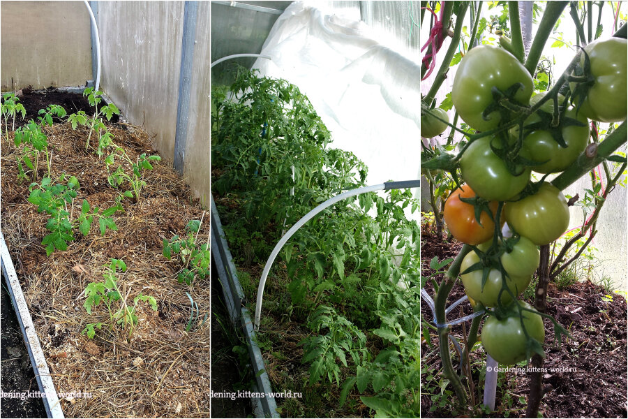 Как сажать в теплице помидоры схема посадки