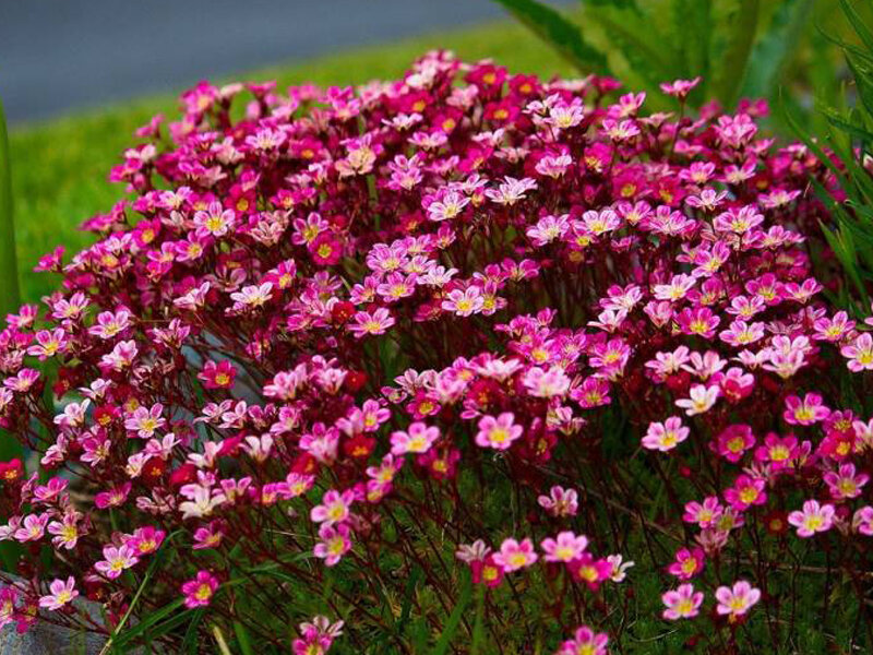 Камнемола Арендса