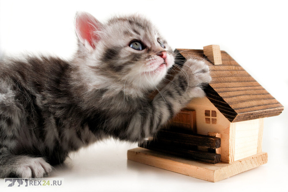  Фото: kakprosto.ru