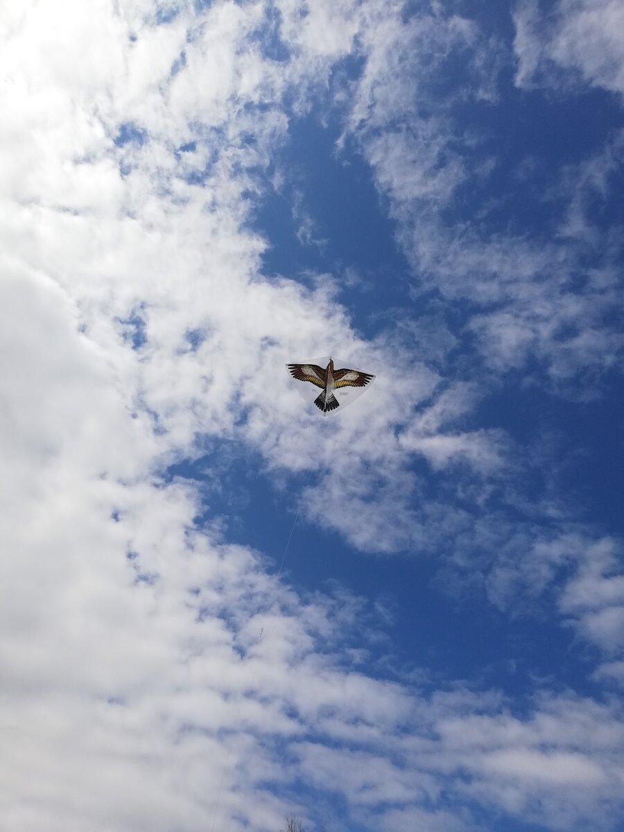 Пчелы жалят даже во время запуска воздушного змея. Фотка моя, сделанная за несколько минут до моих воплей и скакания по полям с пчелиным жалом в голове)))