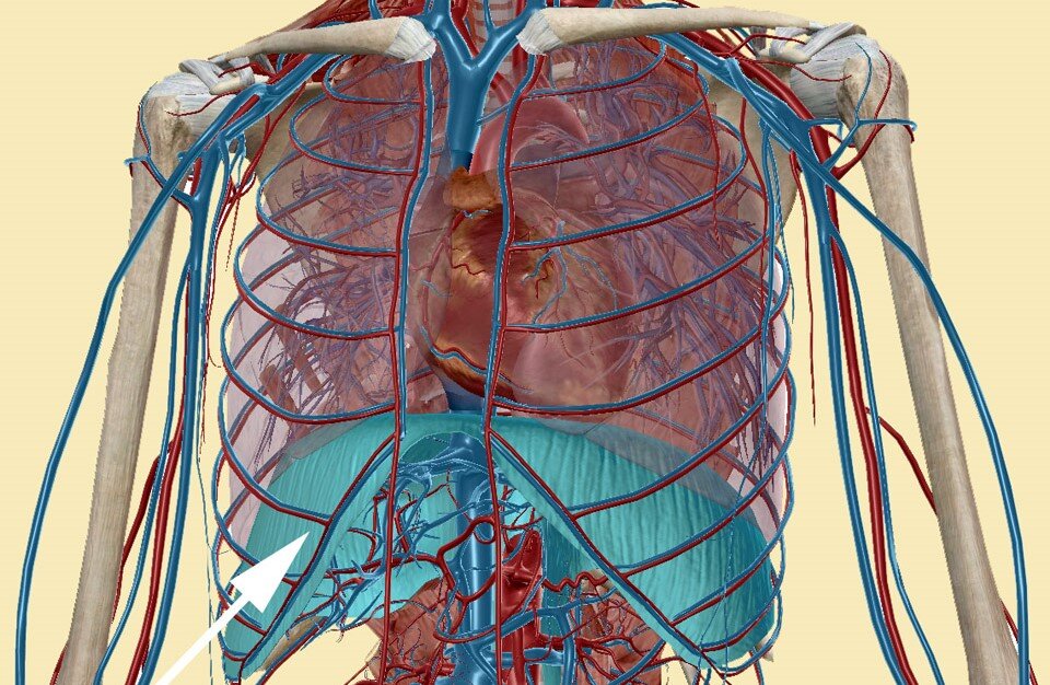Диафрагма и сосуды. Источник изображения: Яндекс.Картинки